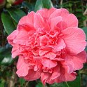 Camellia japonica 'Madame Martin Cachet'